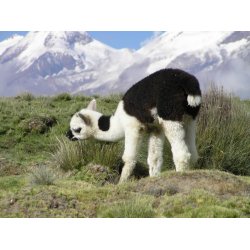 Plaid i Brun og Hvid - Fair Trade produceret