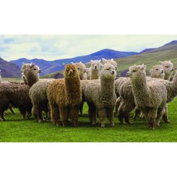 LUKSUS plaid Mokka farvet