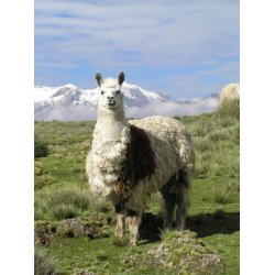 LUKSUS plaid Mokka farvet